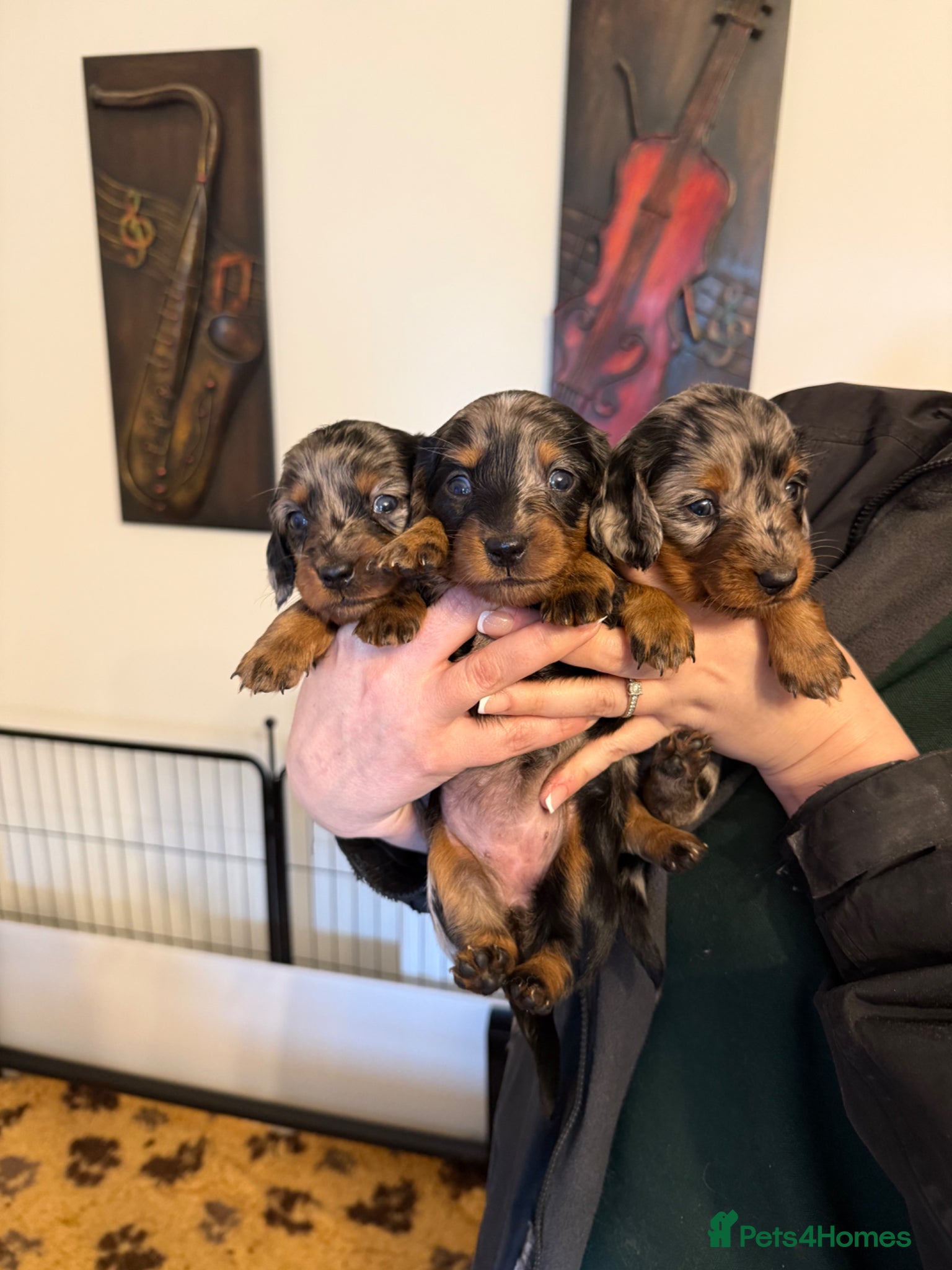 Dachshund dogs Long haired miniature dachshund puppies - Advert 1