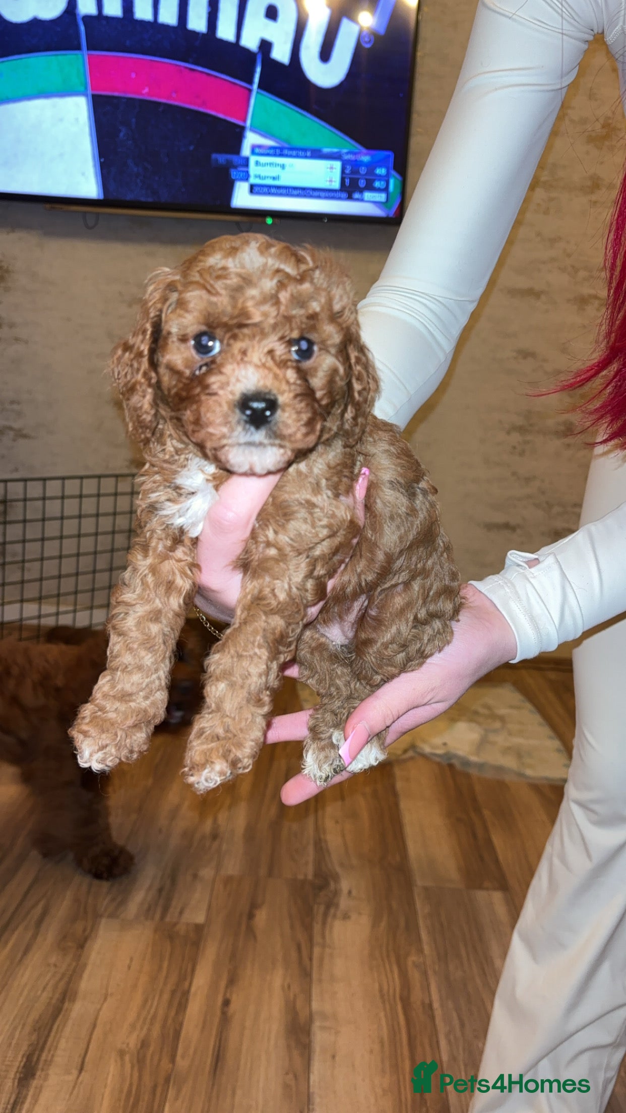Cavapoo dogs Cavapoo F1B 1 boy & 1 girl AVAILABLE  - Advert 16