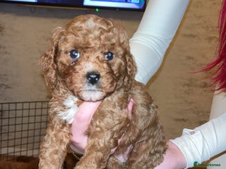 Cavapoo dogs Cavapoo F1B 1 boy & 1 girl AVAILABLE - Advert 16