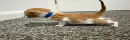 Domestic Shorthair cats for sale: 4 stunning ginger and white kittens  - Advert 6