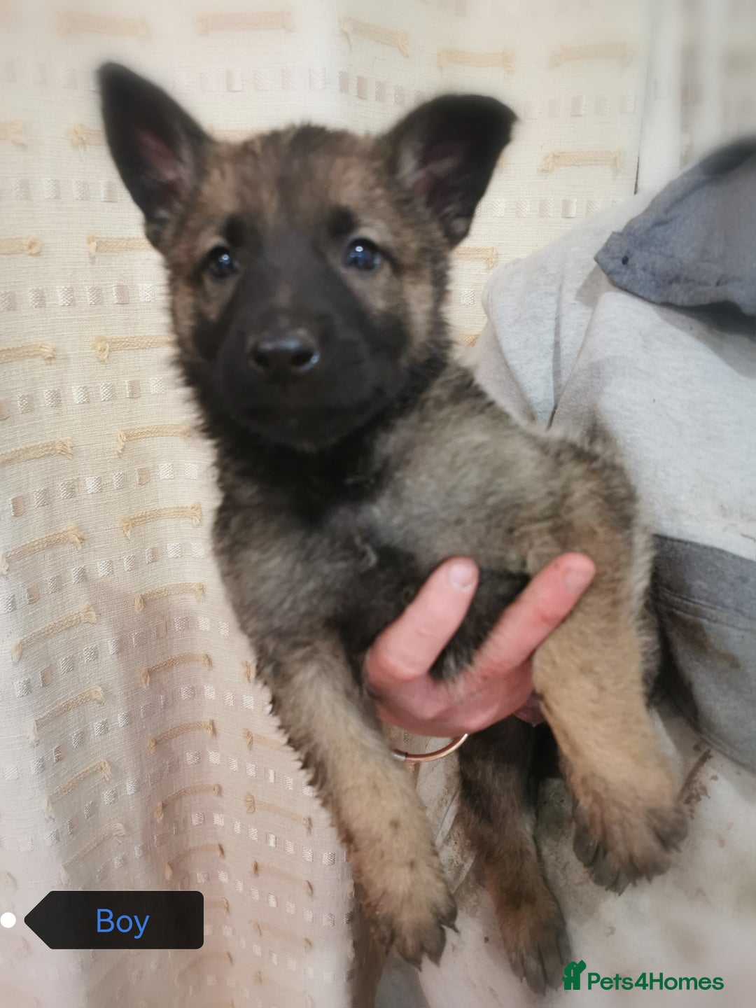 Belgian Shepherd Dog dogs for sale: Belgian malinois cross Czech Shepherd  - Advert 11