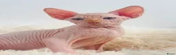 Sphynx cats for sale: Beautiful Canadian Sphynx Kittens Available 💎 - Advert 11