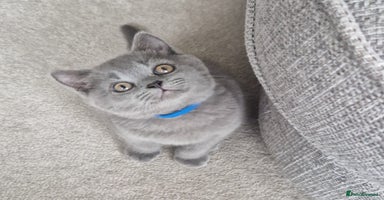 British Shorthair cats - Advert 16