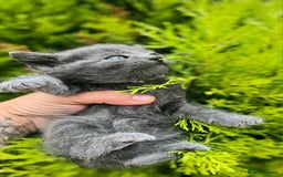 Mixed Breed cats for sale: 2 mixed breed girls(black ones left now). - Image 7