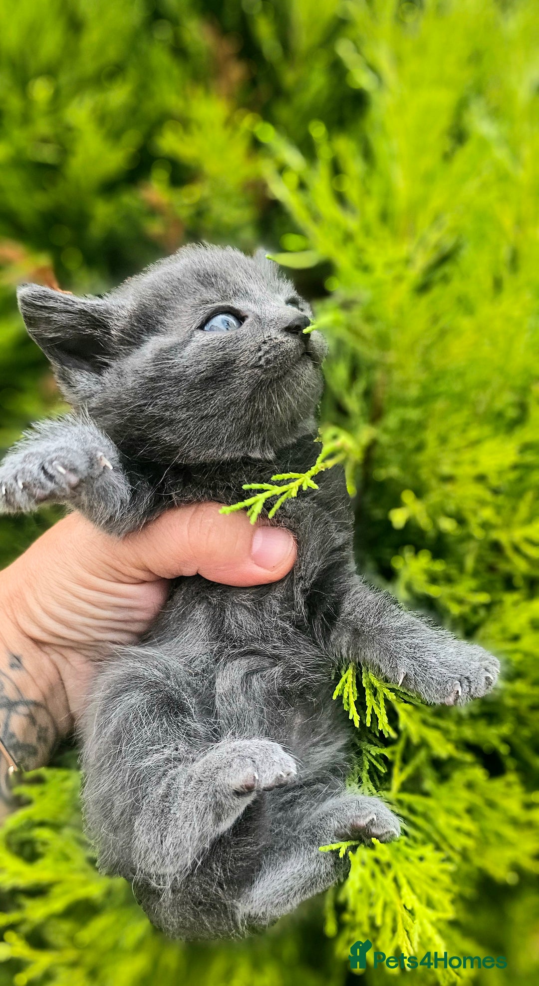 Mixed Breed cats for sale: 2 mixed breed girls(black ones left now). - Image 7