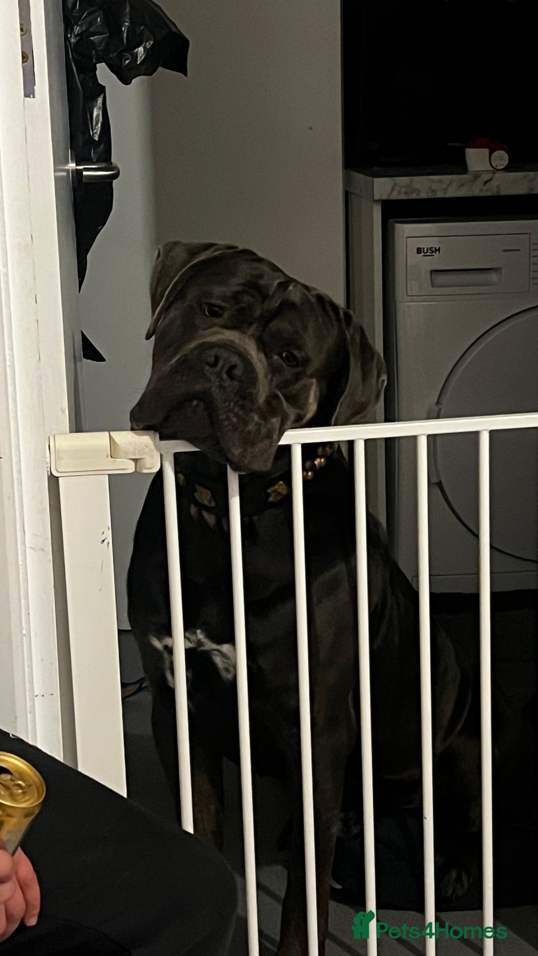 Cane Corso dogs for sale: Handsome boy available  - Advert 2