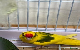 Parrots birds for sale: Beautiful Adorable Kakariki Talking Parrots - Image 7