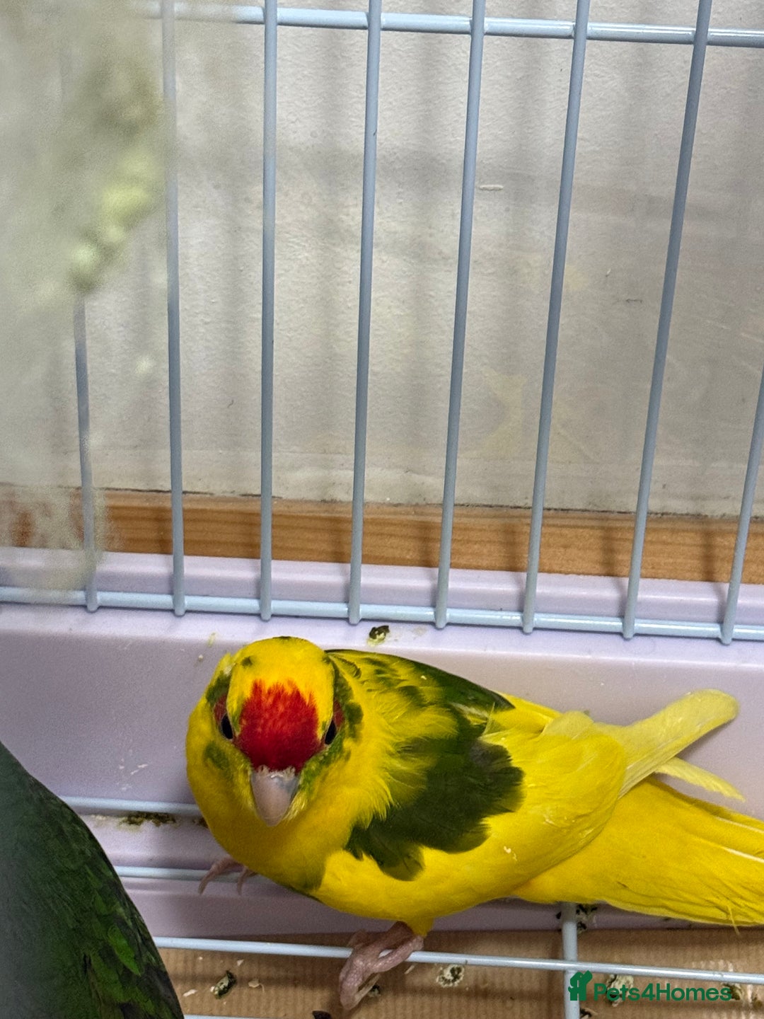 Parrots birds for sale: Beautiful Adorable Kakariki Talking Parrots - Image 7