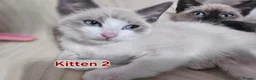 Snowshoe cats for sale: Rare pedigree snowshoe kittens - Advert 36