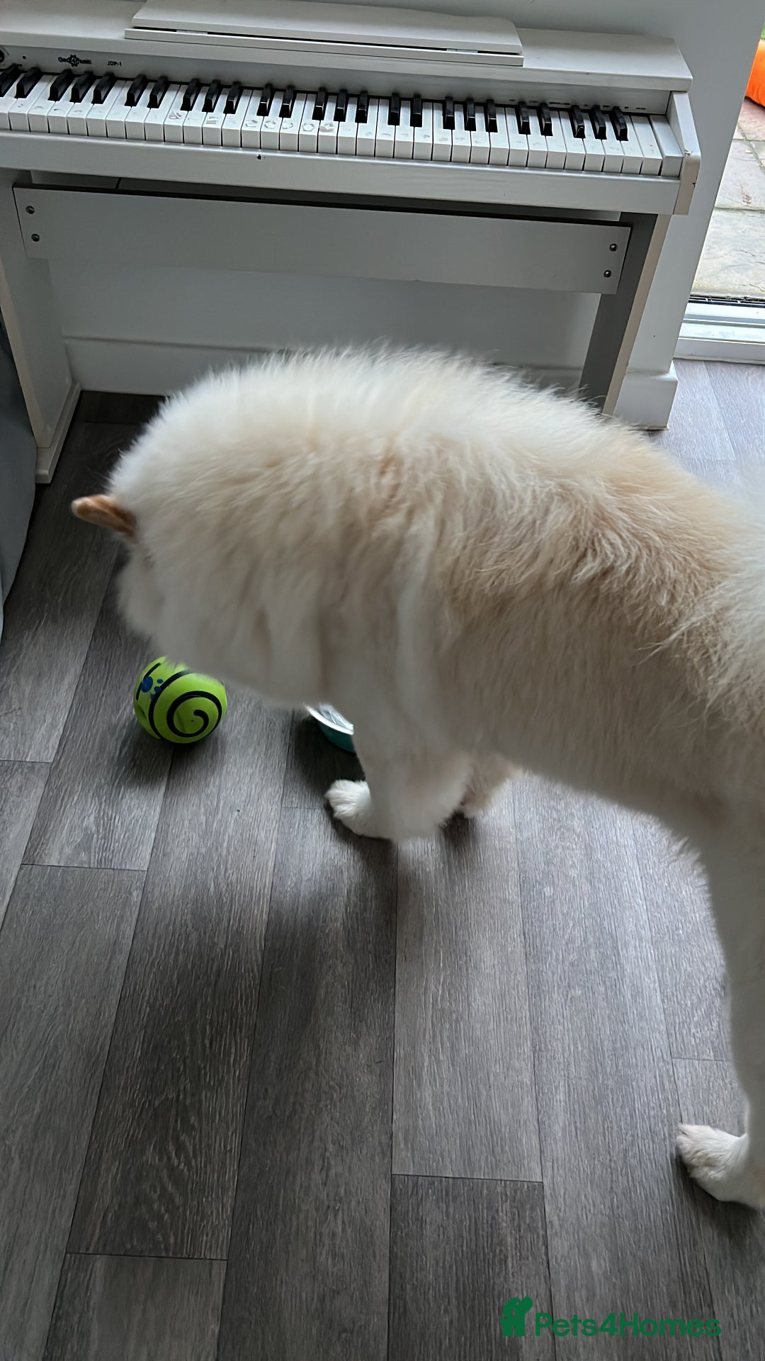 Chow Chow dogs for stud: Chow chow  in Waltham Abbey - Image 2