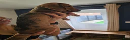 Dachshund dogs for sale: 3 dachshund puppies available  in Horley - Advert 9