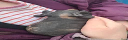 Guinea Pig rodents for sale: Skinny Pigs Males and Females available now - Advert 3