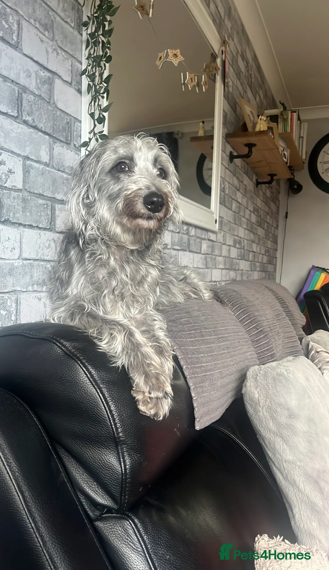 Lurcher dogs for sale: Bedlington Whippet pups for sale - Advert 1