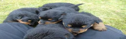 Rottweiler dogs for sale: Rottweiler puppies full German bloodline  in Newton-le-Willows - Advert 3