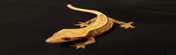 Gecko reptiles for sale: Adult crested geckos for rehoming  - Advert 8