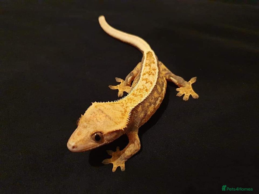 Gecko reptiles for sale: Adult crested geckos for rehoming  - Advert 8