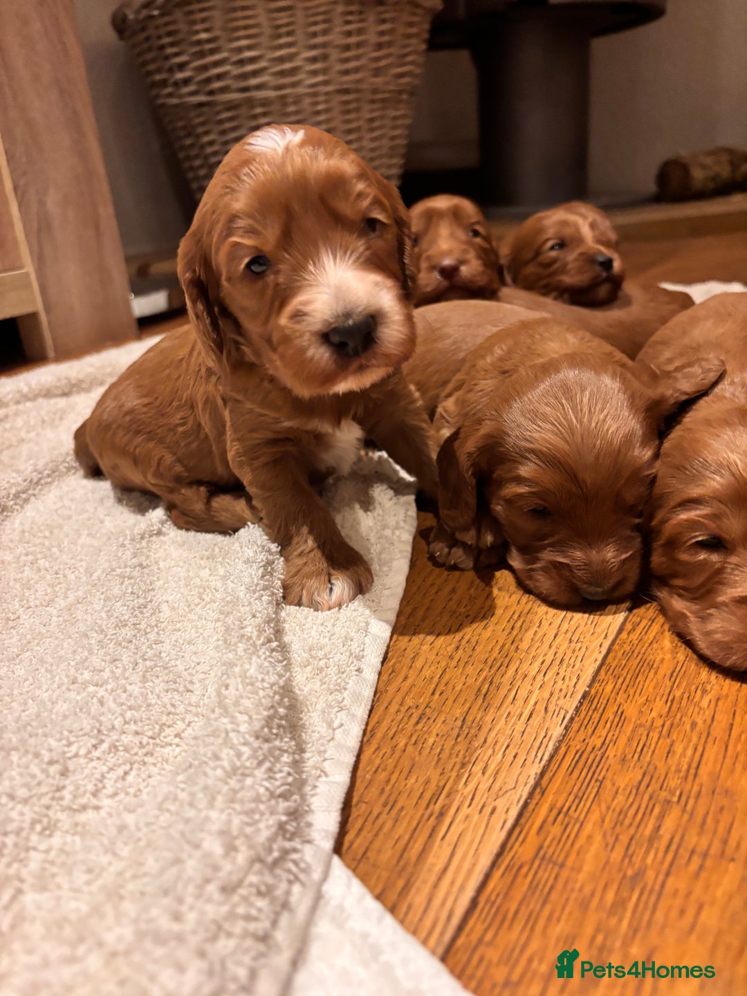 Cockapoo dogs for sale: F1 Cockerpoo Puppies - Advert 3
