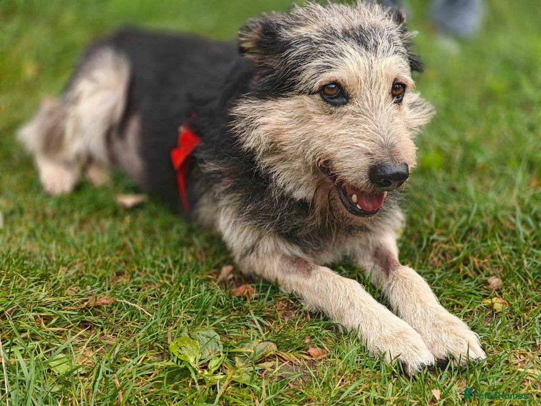 Mixed Breed dogs for adoption: 💙🐶 THEO 🐶💙 - Image 11