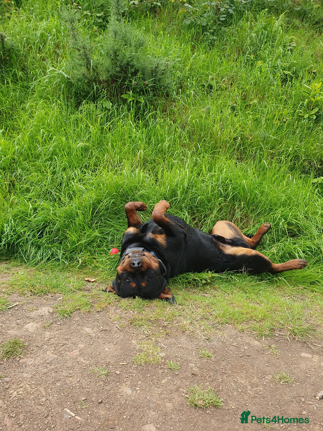 Rottweiler dogs for stud: Dexter  in Guisborough - Advert 10