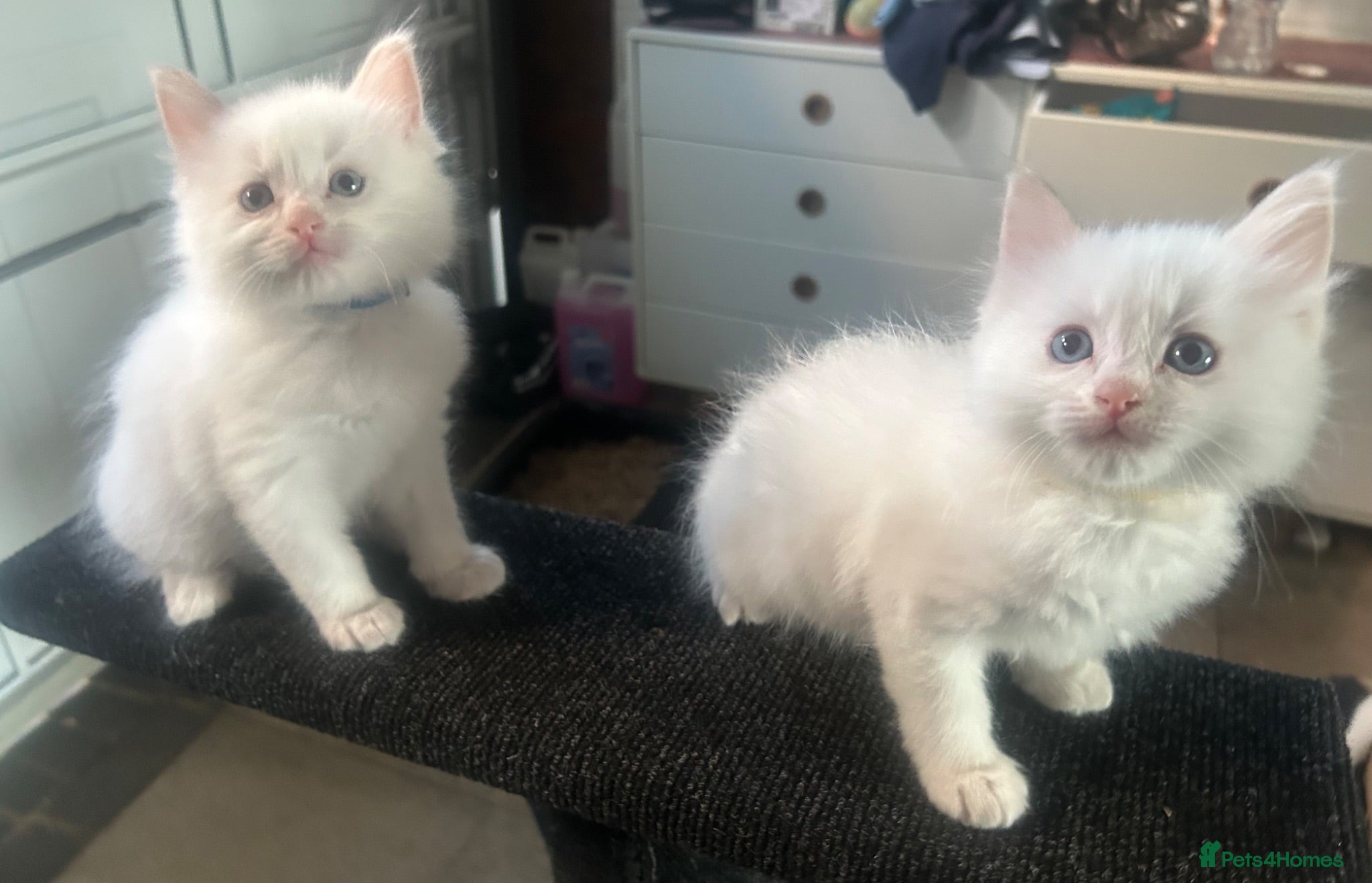 Ragdoll cats Beautiful ragdolls - Advert 6