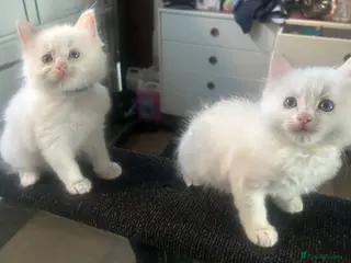 Ragdoll cats Beautiful ragdolls - Advert 6