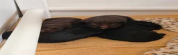 Cocker Spaniel dogs for sale: Cocker Spaniel Puppies For Sale in Chesterfield - Advert 6
