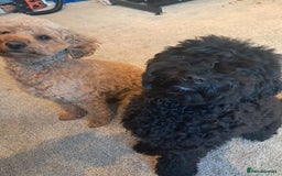 Mixed Breed dogs for sale: Betsy and Willow - Image 3