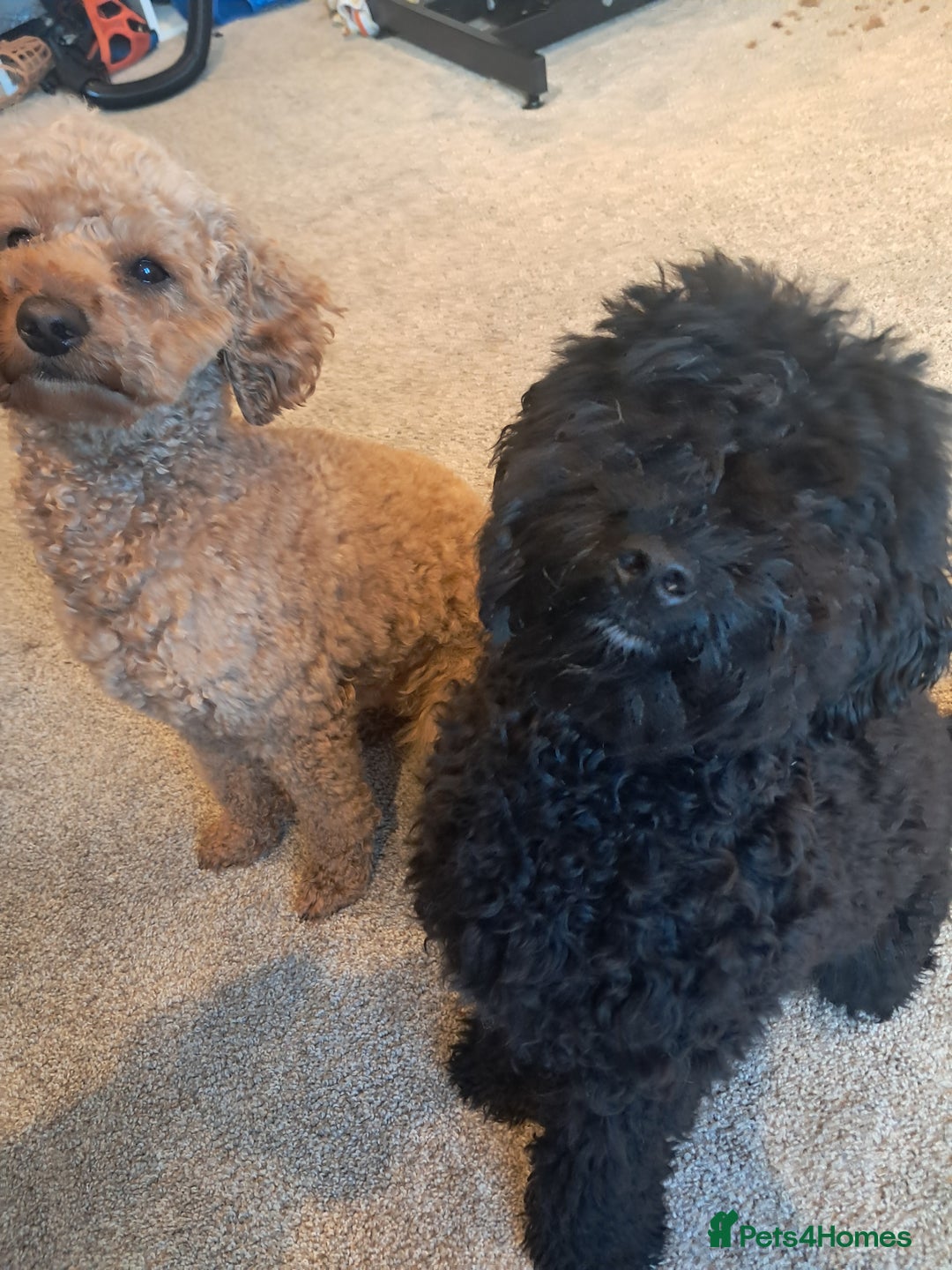 Mixed Breed dogs for sale: Betsy and Willow - Image 3