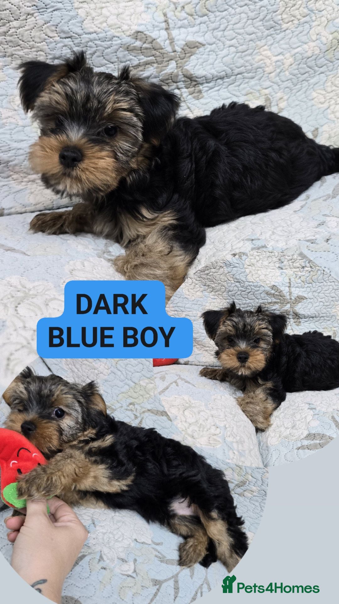 Yorkshire Terrier dogs Beautiful Yorkshire Terrier Puppies ❤️ - Advert 1