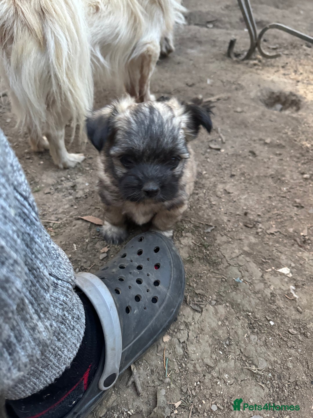 Mixed Breed dogs for sale: Schi-Chi babies in Wadebridge - Image 11