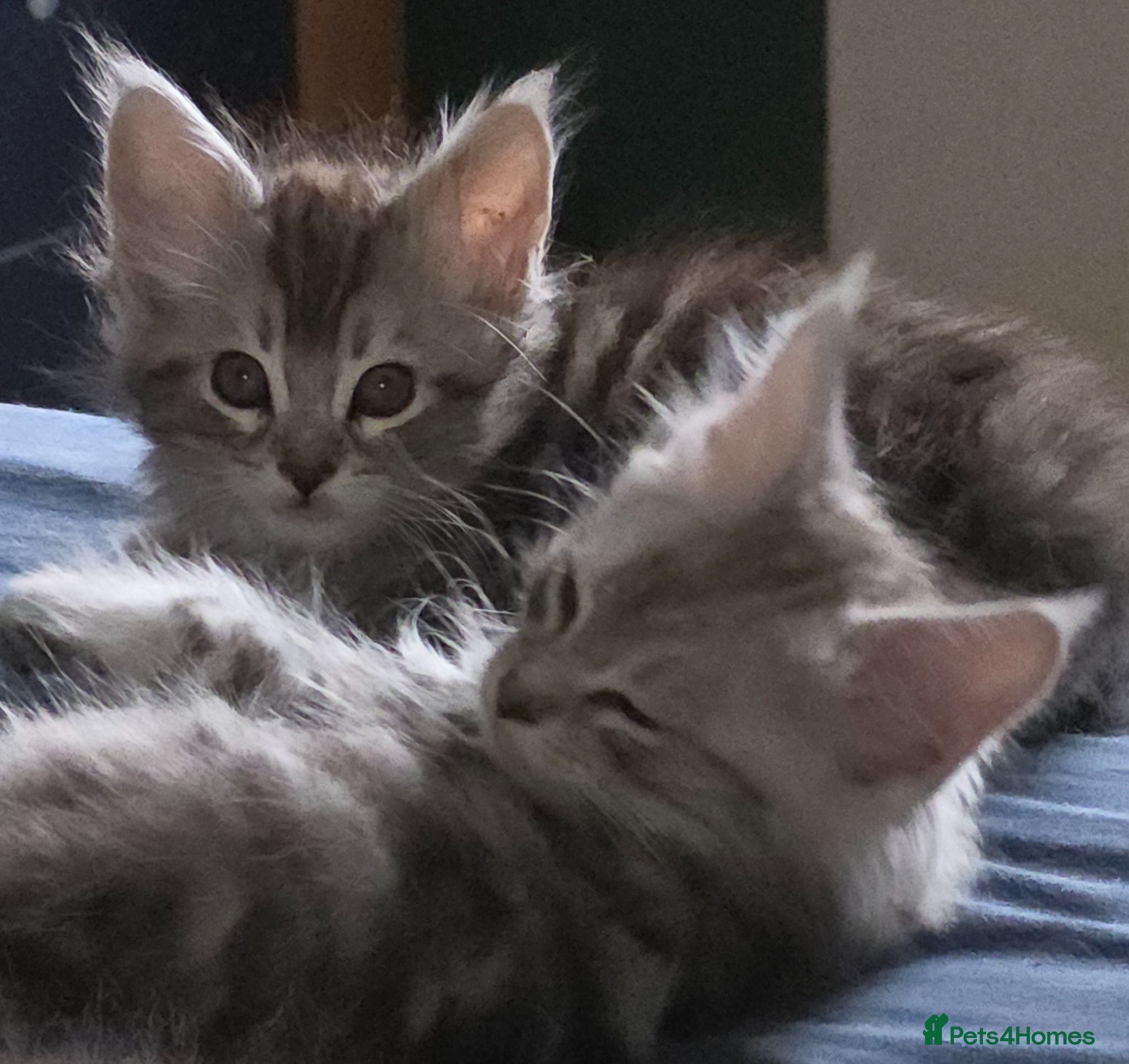 Maine Coon cats for sale: Maine Coon Kittens for Sale. Ready now! - Advert 1