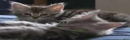 Maine Coon cats for sale: Maine Coon Kittens for Sale - Advert 9