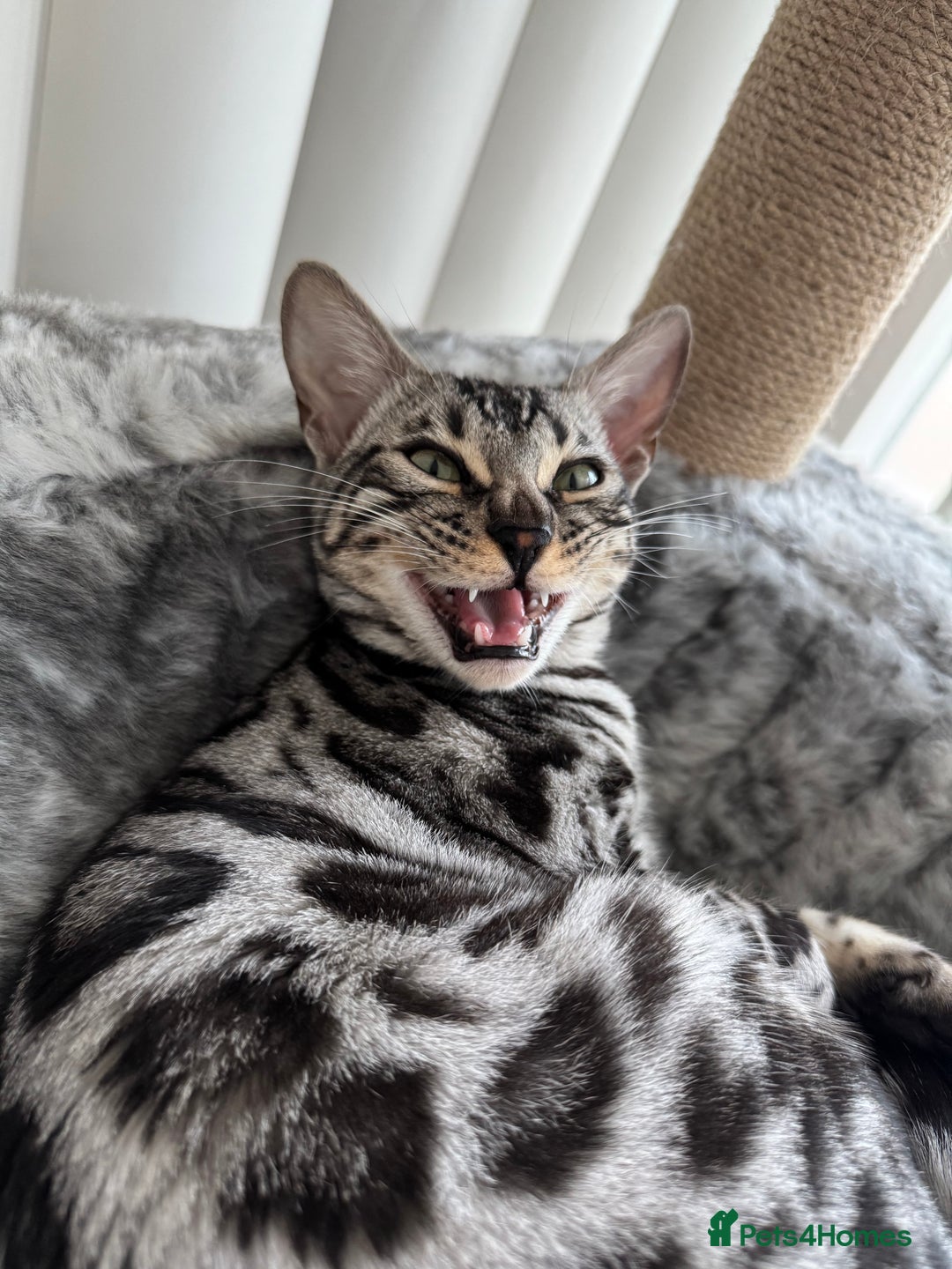 Bengal cats for sale: Silver rosetted Bengal🐆 - Image 6