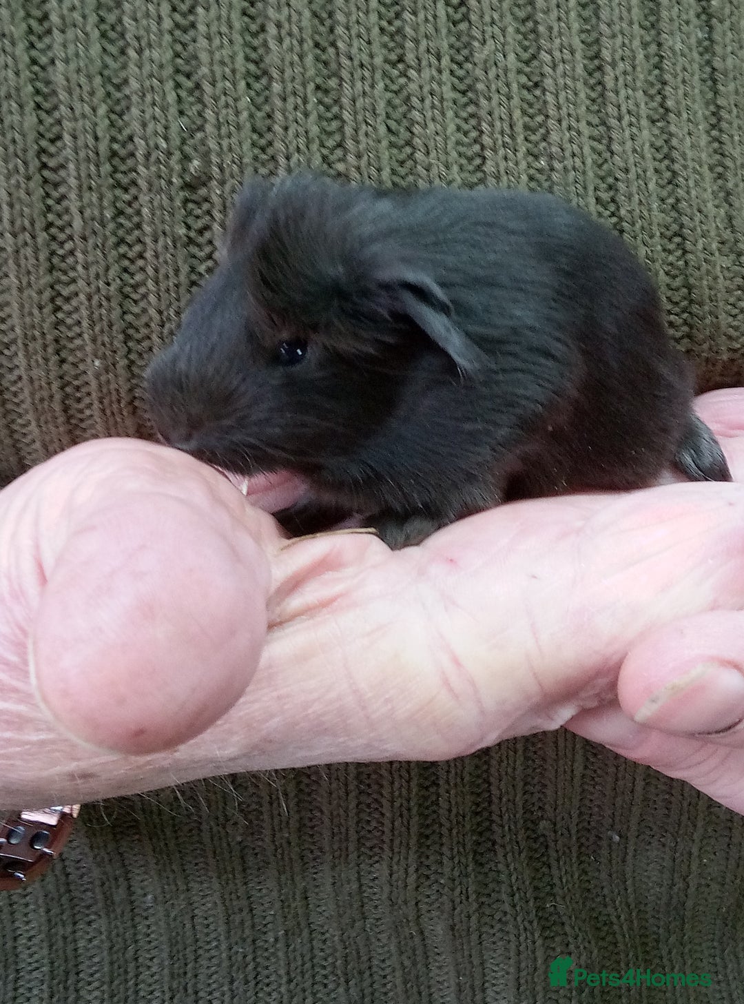 Guinea Pig rodents for sale: Long coated Sheltie male babies - Advert 5