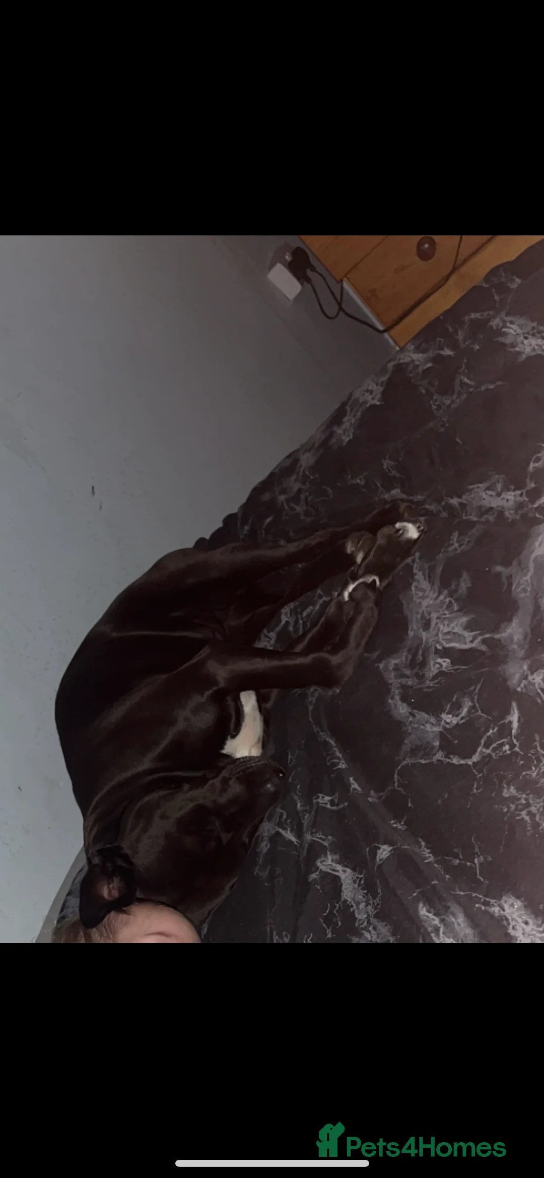 Mixed Breed dogs for sale: Staffyxboxer girl  - Advert 2