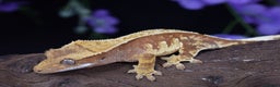 Gecko reptiles for sale: Various crested geckos - Advert 11