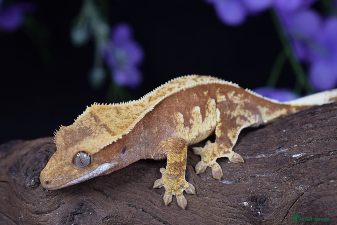 Gecko reptiles for sale: Various crested geckos - Advert 11
