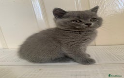British Shorthair cats for sale: 5 generations pedigree British Shorthair Kittens - Image 16
