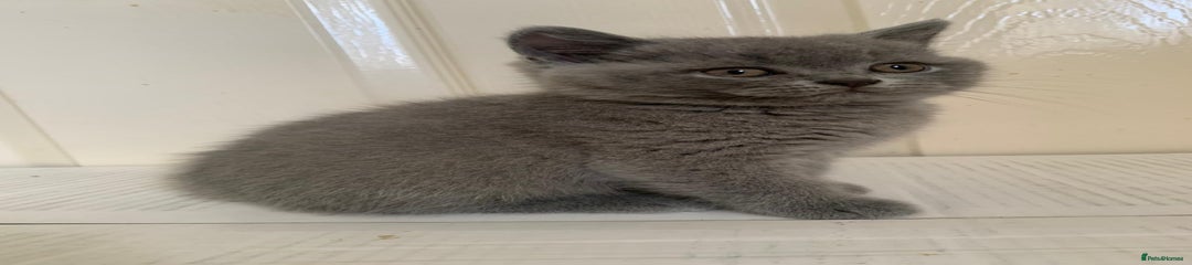 British Shorthair Kitten 1