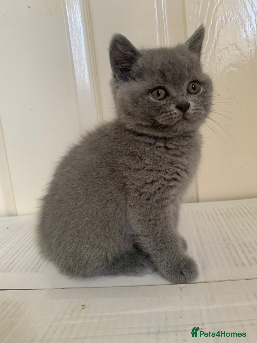 British Shorthair cats for sale: 5 generations pedigree British Shorthair Kittens - Image 16