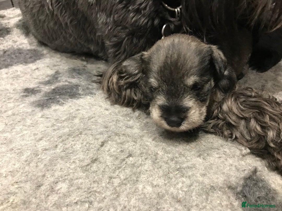 Miniature Schnauzer dogs for sale: 6 adorable Miniature schnauzer puppies  - Image 5