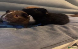 Guinea Pig rodents for sale: 2 female guinea pigs for sale  - Image 1