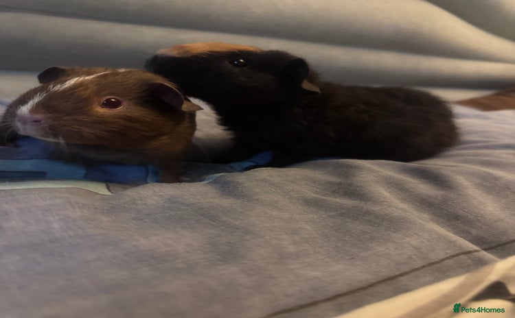 Guinea Pig rodents - Advert 1