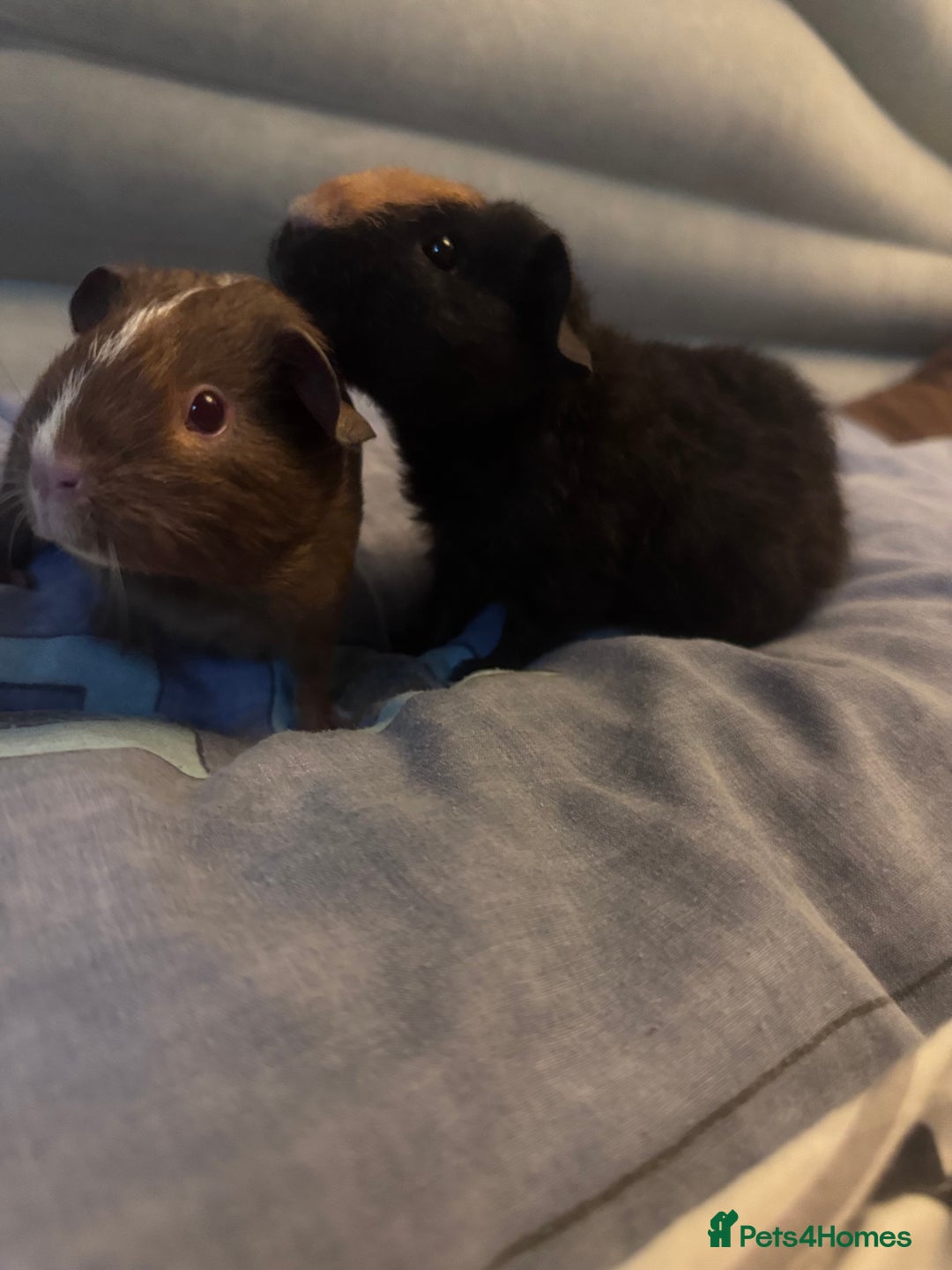 Guinea Pig rodents for sale: 2 female guinea pigs for sale  - Image 1