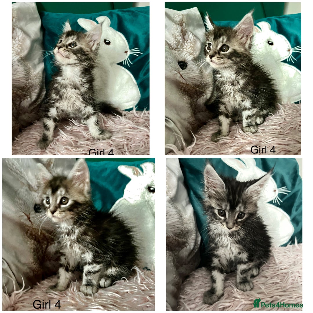 Maine Coon cats for sale: XXL Maine Coon kittens 🔥rare Black Smoke  - Image 33