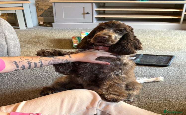 Cocker Spaniel dogs 7 month old Showline Cocker Spaniel KC  - Advert 16