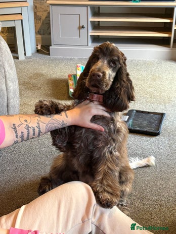 Cocker Spaniel dogs 7 month old Showline Cocker Spaniel KC - Advert 1