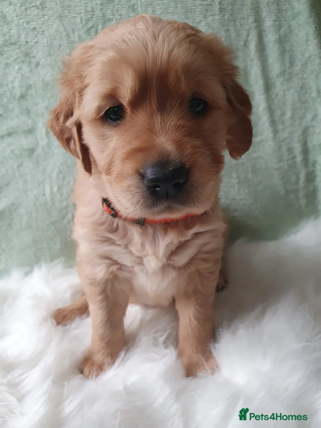 Golden Retriever dogs for sale: KC Registerd golden retriever puppies - Advert 11