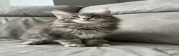 Maine Coon cats for sale: TICA reg Pedigree Maine Coon Kittens  - Advert 3