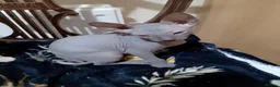 Sphynx cats for sale: 5 Canadian Sphynx kittens for sale - Advert 3